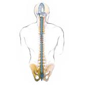 Dr. Gabriela Paula Florea - Terapie CranioSacrala si Eliberare SomatoEmotionala - metoda Upledger Dr. Gabriela Paula Florea - Terapie CranioSacrala si Eliberare SomatoEmotionala - metoda Upledger