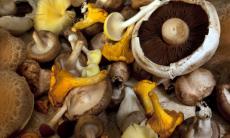 Beneficiile consumului de ciuperci pentru organism