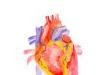Anatomia inimii - conductia si ciclul cardiac