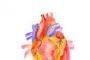Anatomia inimii - Conductia si ciclul cardiac