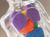 article_12_ArsurilegastriceherniahiatalasiboaladerefluxgastroesofagianGERD.gif