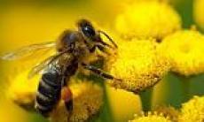 Prim ajutor in intepaturi de albine si viespi