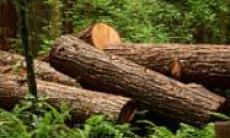 600.000.000 de copaci sunt sacrificati anual pentru uscarea tigarilor 