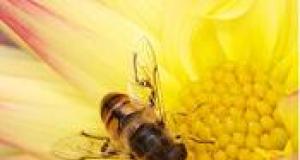 Polenul de albine - sanatos sau, mai degraba.....periculos ? 
