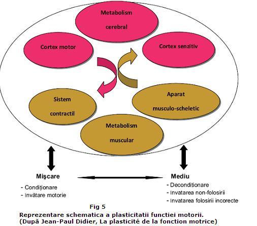 Plasticitatea functiei motorii