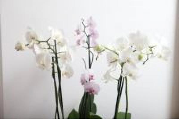 Ambra Clinica Dentara - 423242_162641420523731_162397787214761_230449_1364484169_n.jpg
