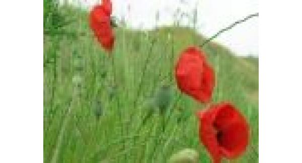 Cabinet Psihoterapie Manuela Tiron