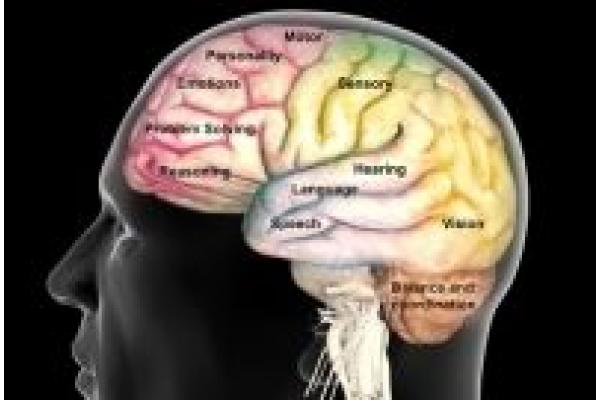 Cabinet Individual de Psihologie Mihaela Davidescu - princ_rm_photo_of_brain_function_map.jpg