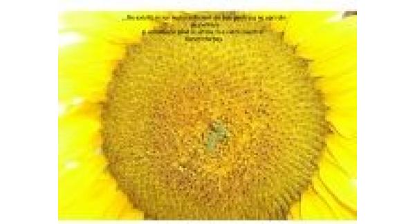 CABINET INDIVIDUAL DE PSIHOLOGIE SARICU STELIANA