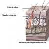 Foliculita - inflamatia foliculilor pilosebacei