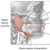 Oreionul (parotidita epidemica sau infectia urliana)