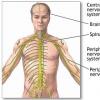 Neuropatia diabetica