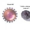 Infectia cu Virusul Imunodeficientei Umane (HIV) - SIDA