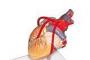 Anatomia inimii - camerele inimii si peretele cardiac