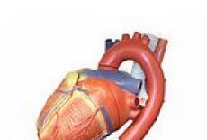 Anatomia inimii - Valvele cardiace