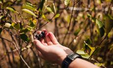 Aronia - Micuta Superfructa, O Comoara Nutritionala cu Gust Delicios