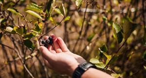 Aronia - Micuta Superfructa, O Comoara Nutritionala cu Gust Delicios