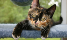 Ai acasa un Animal de Companie ? Riscuri si pecautii