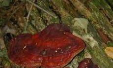 Ganoderma: beneficii asupra sanatatii