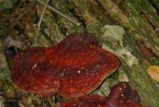 Ganoderma: beneficii asupra sanatatii