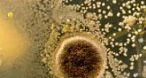 Infectiile fungice