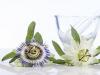 Passiflora si valeriana - beneficii asupra sanatatii