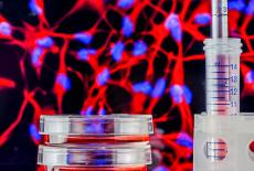 Recoltarea celulelor stem la nastere: oportunitate biologica pentru sanatatea copilului