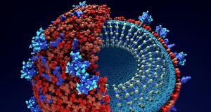 O proteina din organism ar putea fi responsabila pentru formele grave de COVID-19