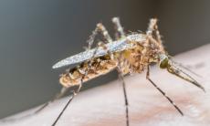 Primul caz de infectie cu virusul West Nile, in Romania 