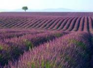Landscapes
