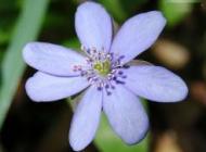Albastrul nefericirii