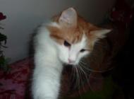Pufy