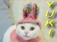 miau
