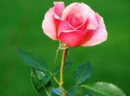 Pink Rose