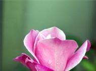 Pink Rose 2