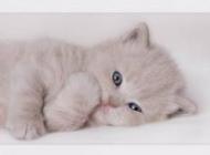 meow