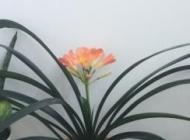 floarea mea preferata